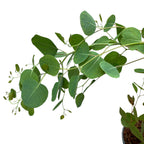 Eukaliptus - Eucalyptus polyanthemos (Czerwone pudełko)