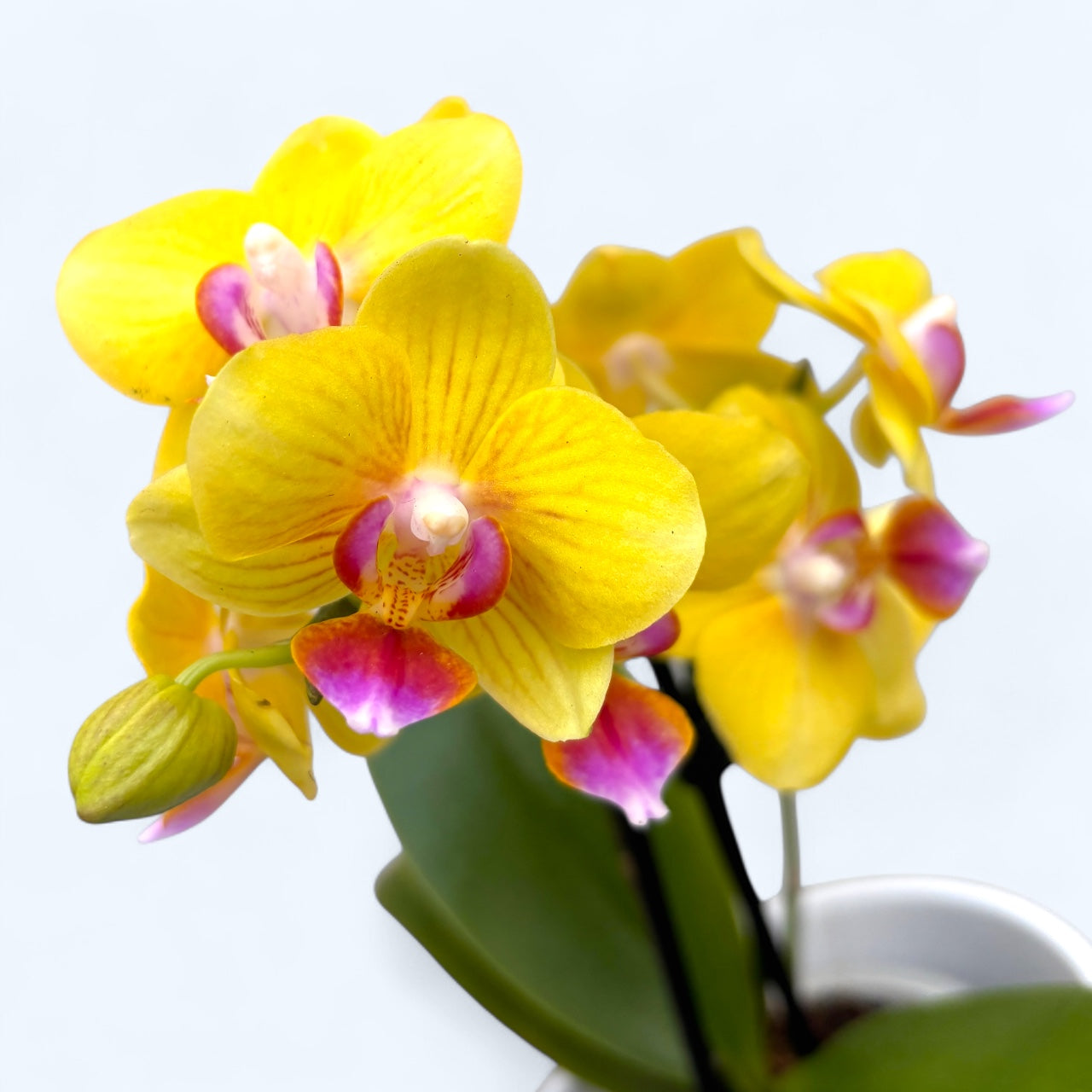 Phalaenopsis Golden Yuzu
