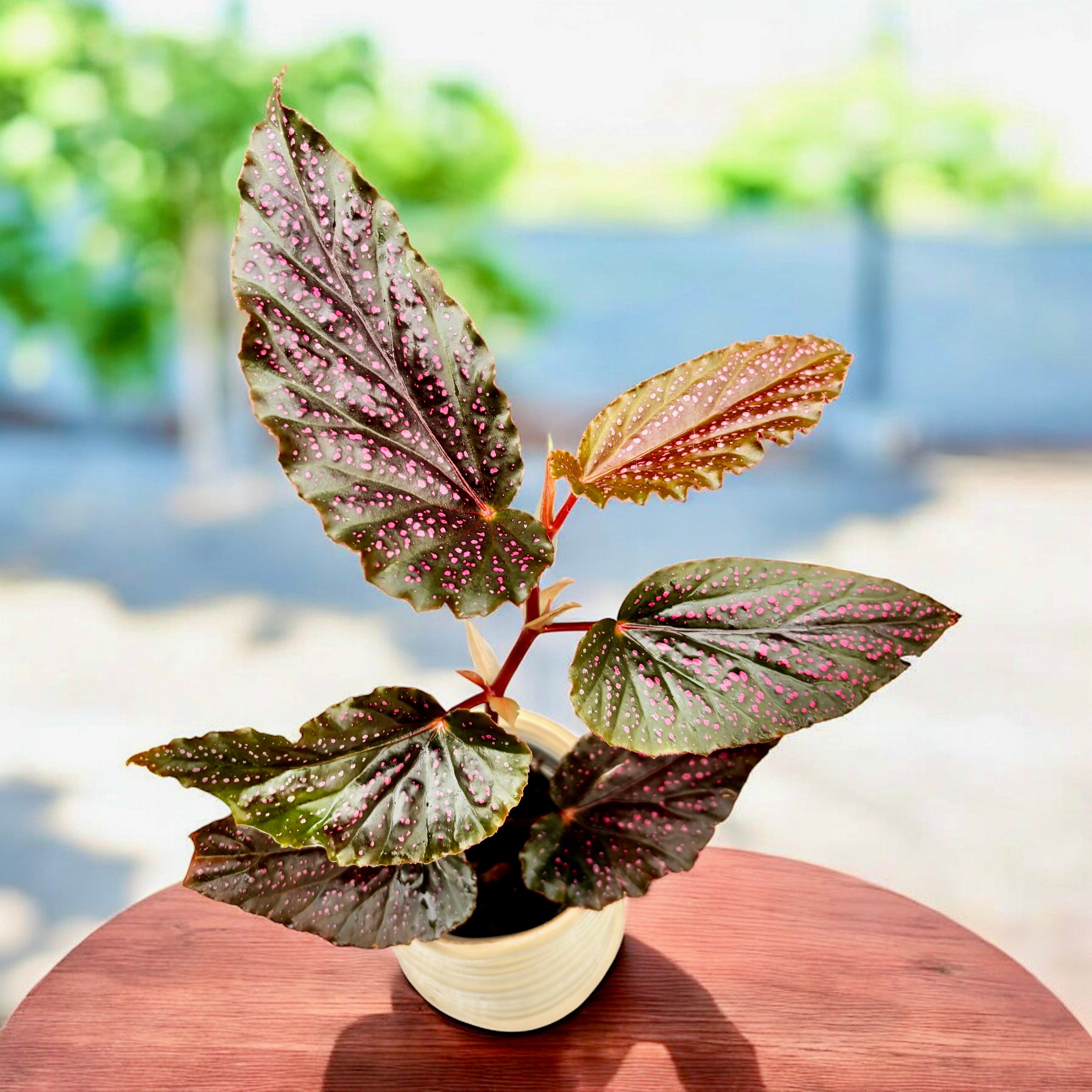 Begonia 'Polka Dot Pink' (babyplant)