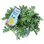 Illatos szúnyogriasztó muskátli - Pelargonium graveolens 'Lemon' (Indrusaim)