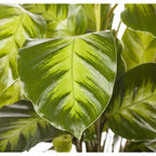 Calathea ‘Misto’