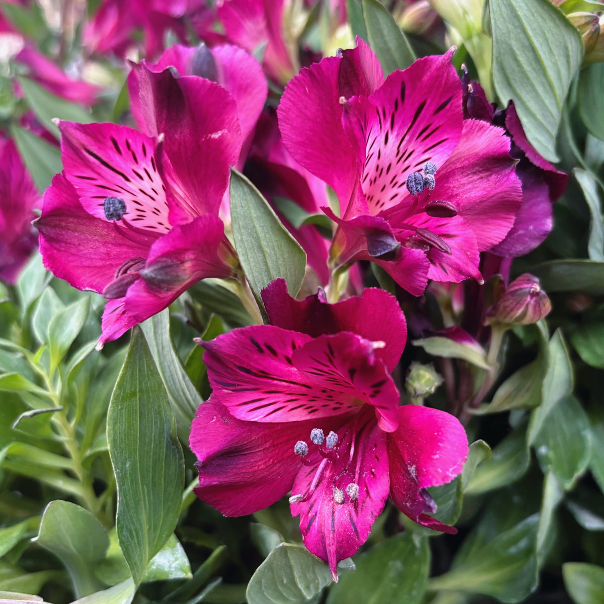 Alstroemeria Purple - crin peruvian compact, cu flori spectaculoase ...