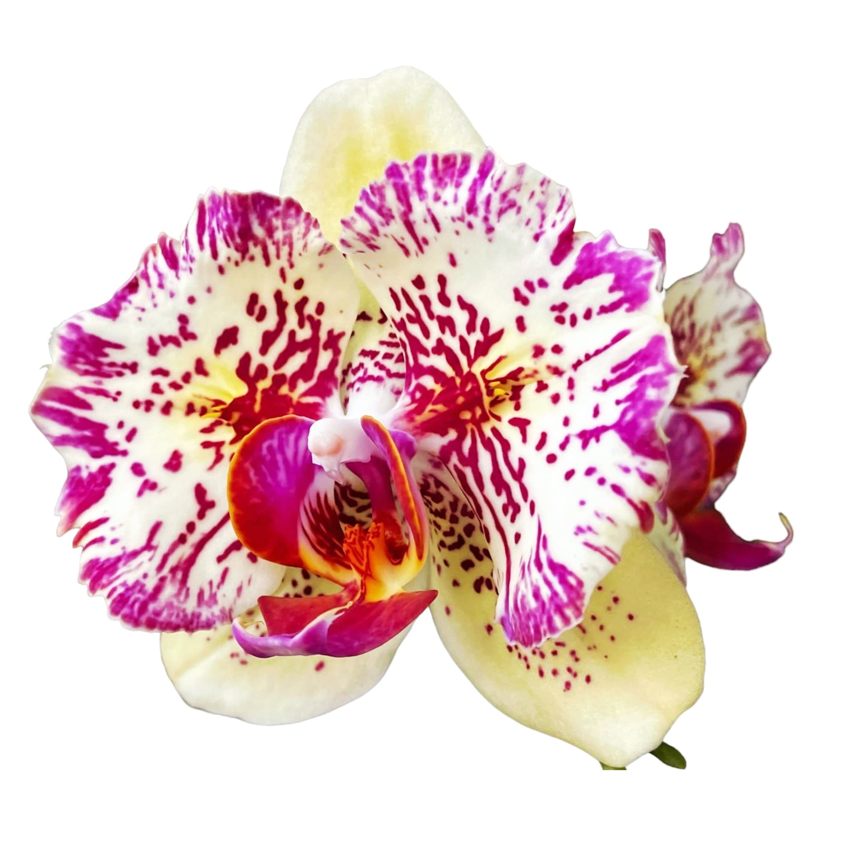 Phalaenopsis I-Hsin Spot Leopard (peloric)