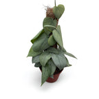 Scindapsus 'Silver Hero' 4pp