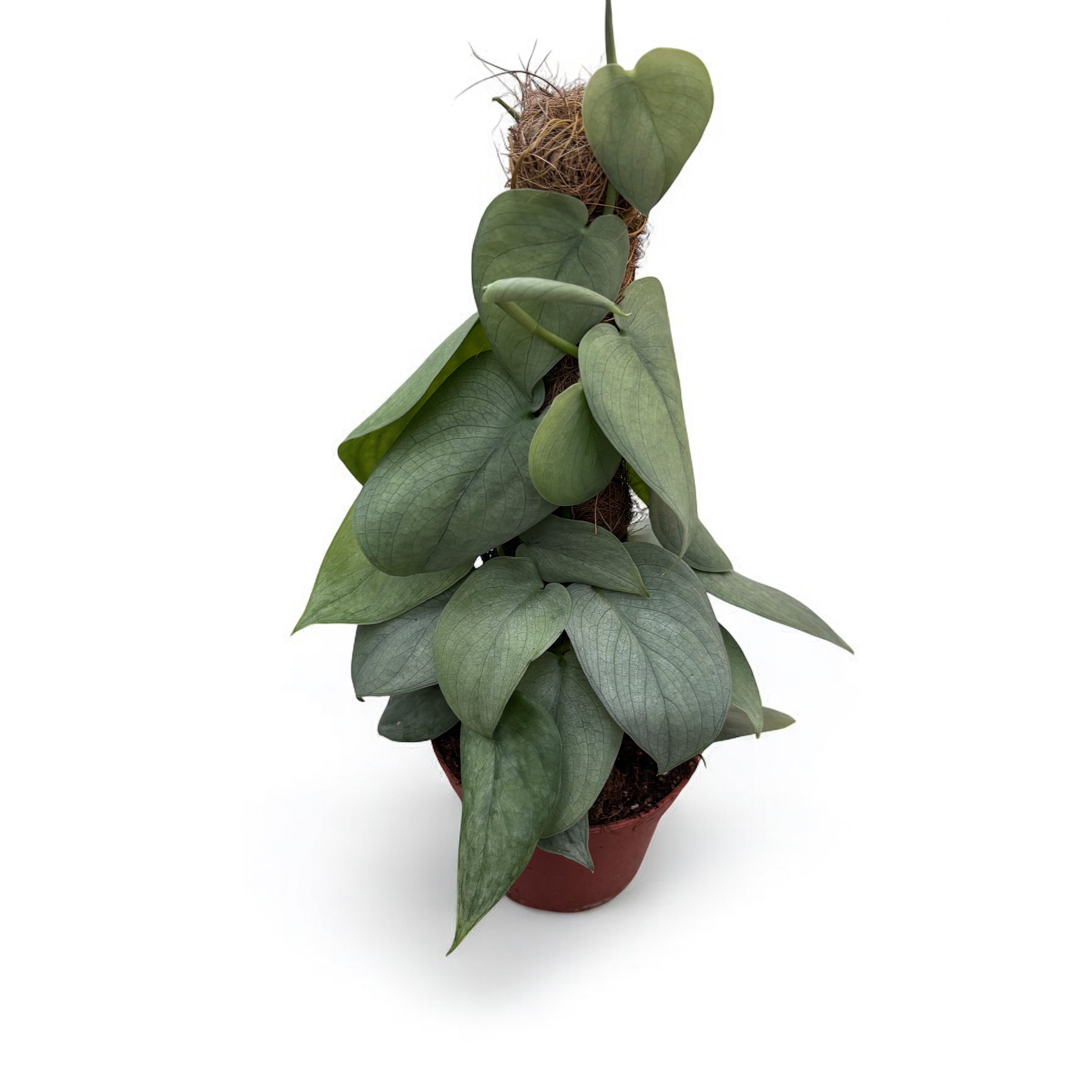 Scindapsus 'Silver Hero' 4pp