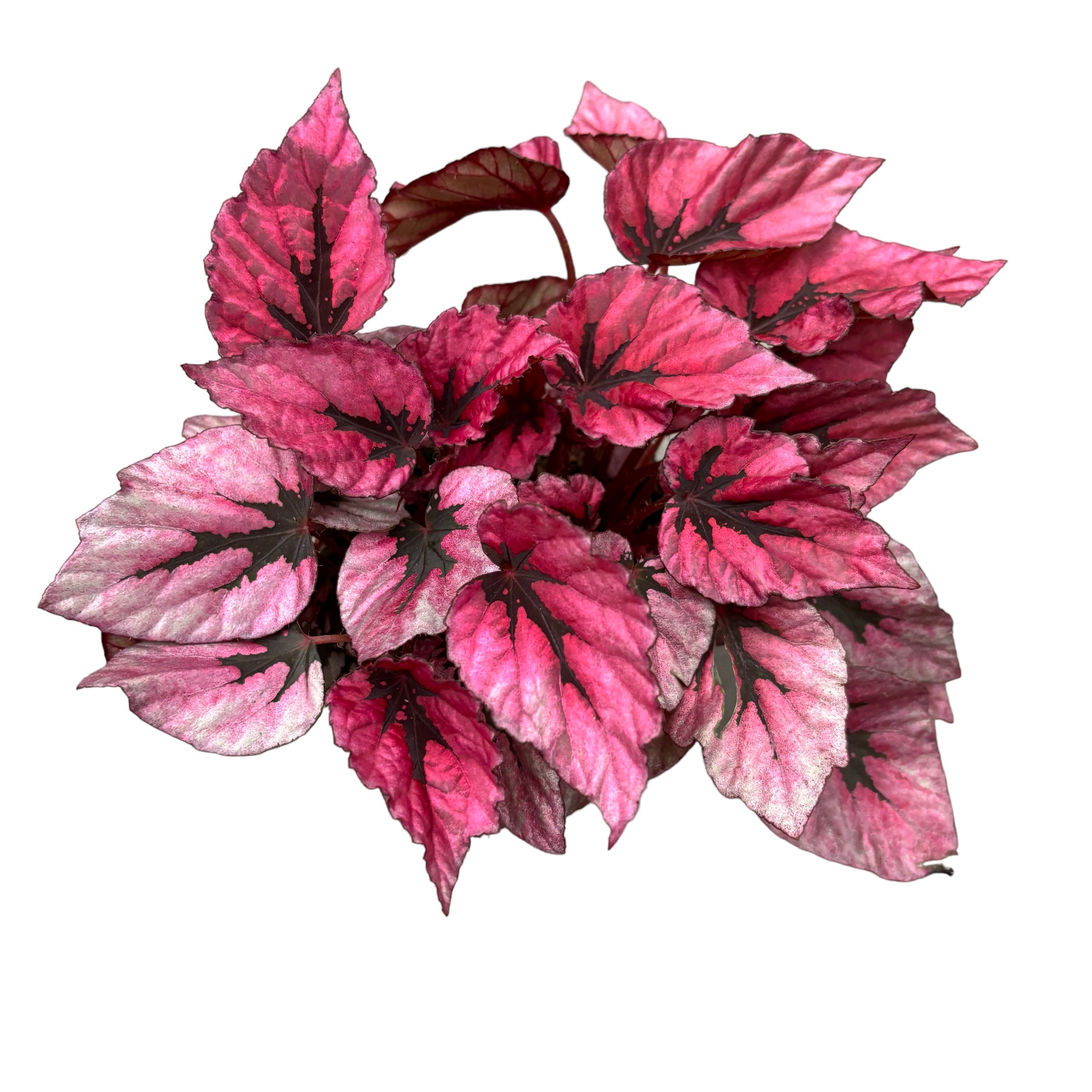 Begonia 'Indian Summer'