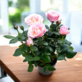Миниатюрни рози ‘Rosa Princess of Infinity’ (3 растения/саксия) - ароматни цветя