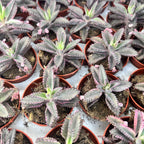 Kalanchoe 'Pink Butterfly' (Pink Mother of Thousand) D5