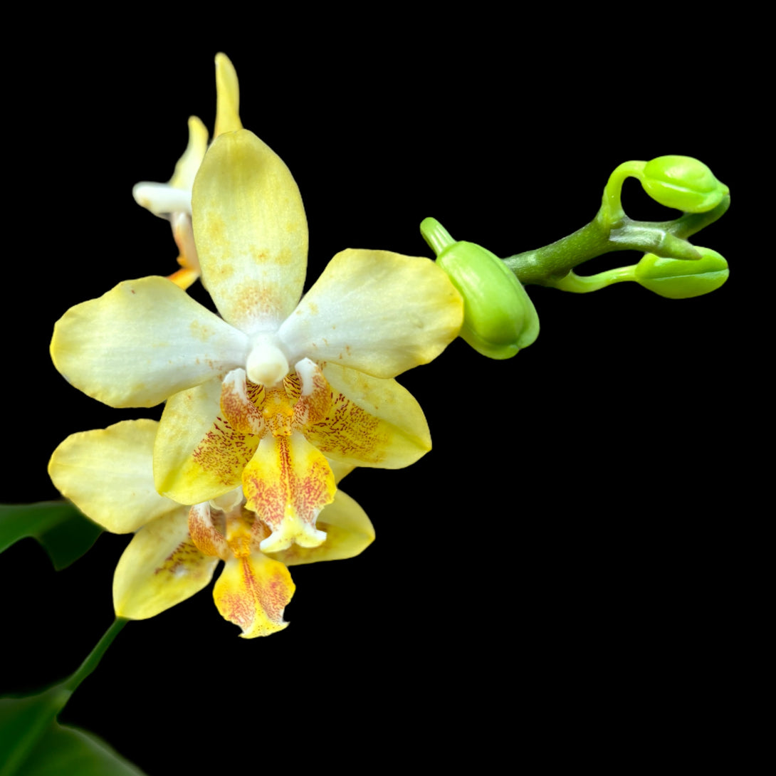 Phalaenopsis I-Hsin Samuel