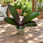 Phalaenopsis Salu's Fragrancy (Black Leaves) - flori parfumate