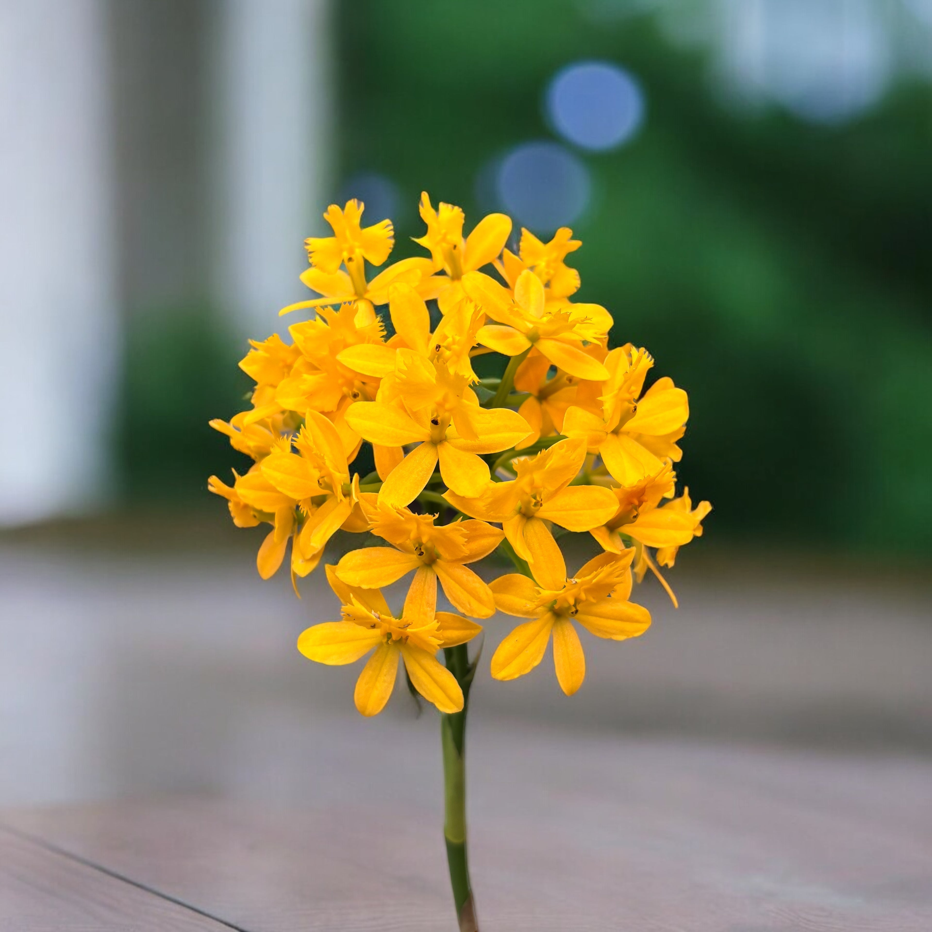 Epidendrum radicans ’Keltainen’