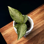 Dieffenbachia 'Snow' - mladá rastlina