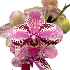 Phalaenopsis Anthura Frontera