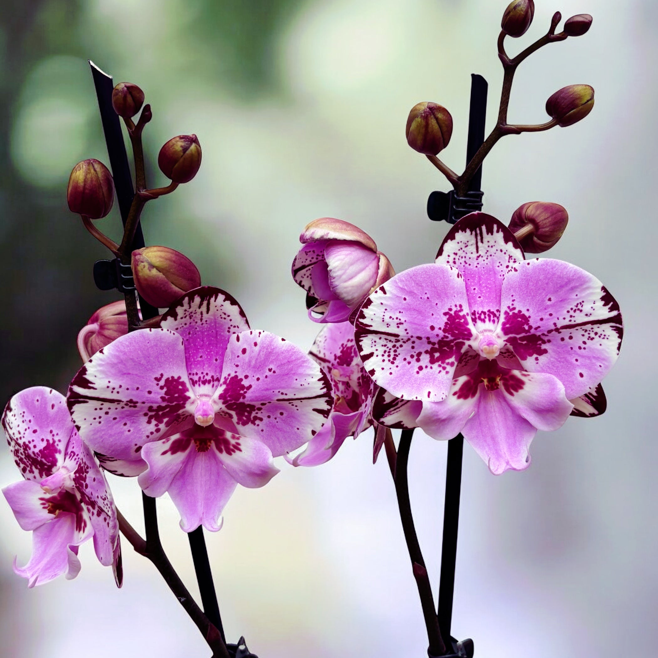 Phalaenopsis Naomi grande labbro