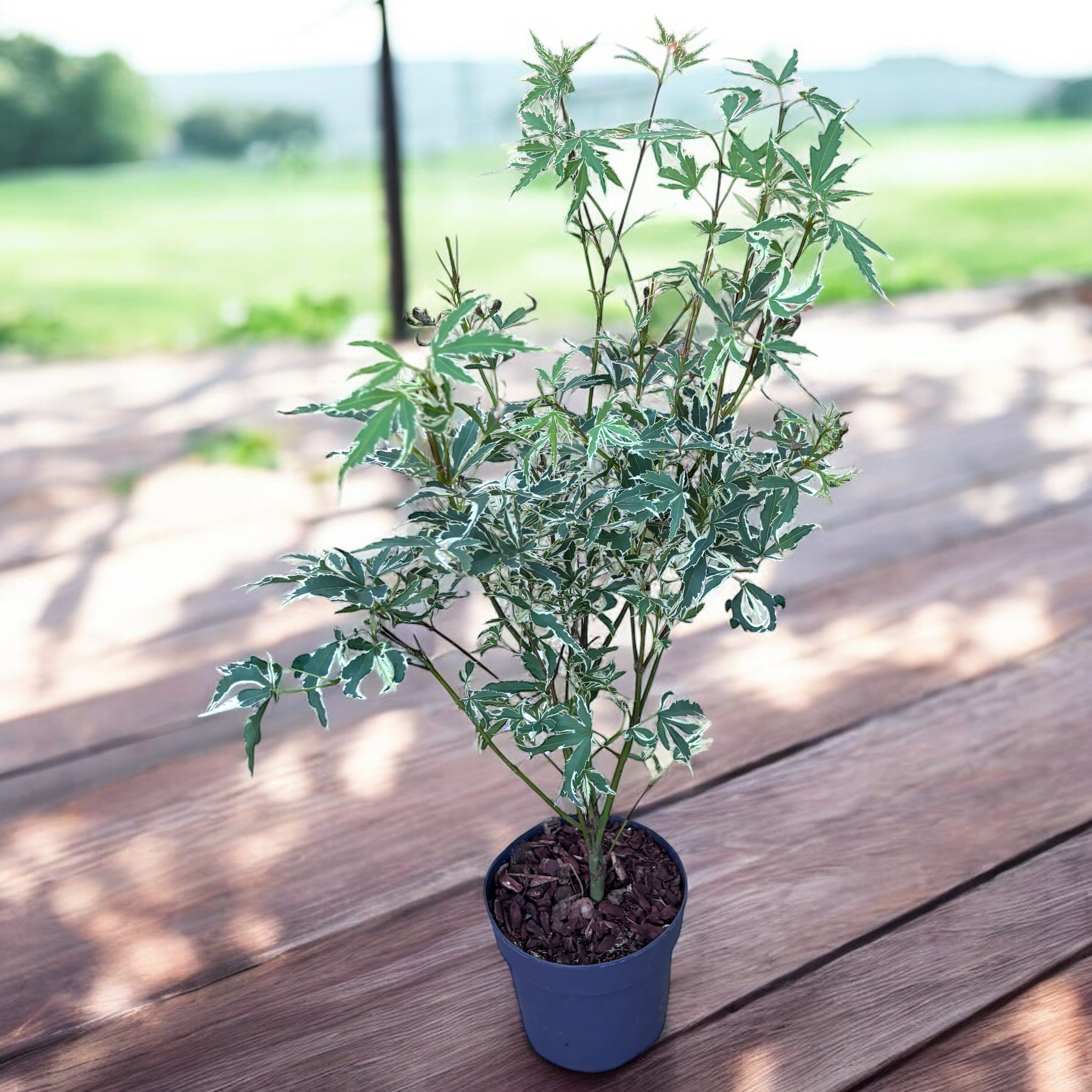 Acer palmatum 'Butterfly' (Japanese Maple) – Secret Garden Plant Shop