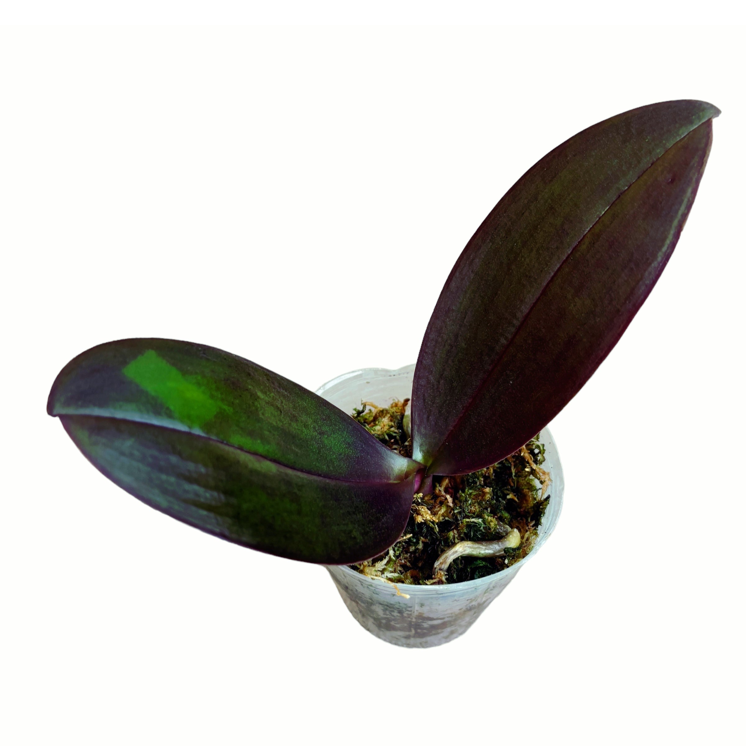 Phalaenopsis Ever Spring Prince 'Star #6' (Schwarze Blätter)