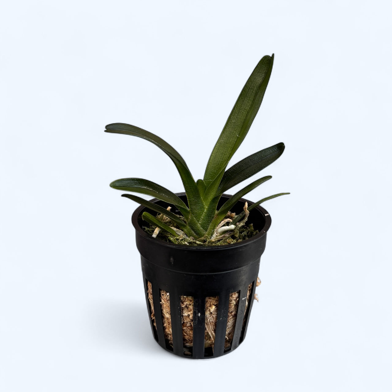 Angraecum magdalenae