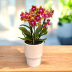 Phalaenopsis Rising Sun - flori parfumate & peloric Butterfly