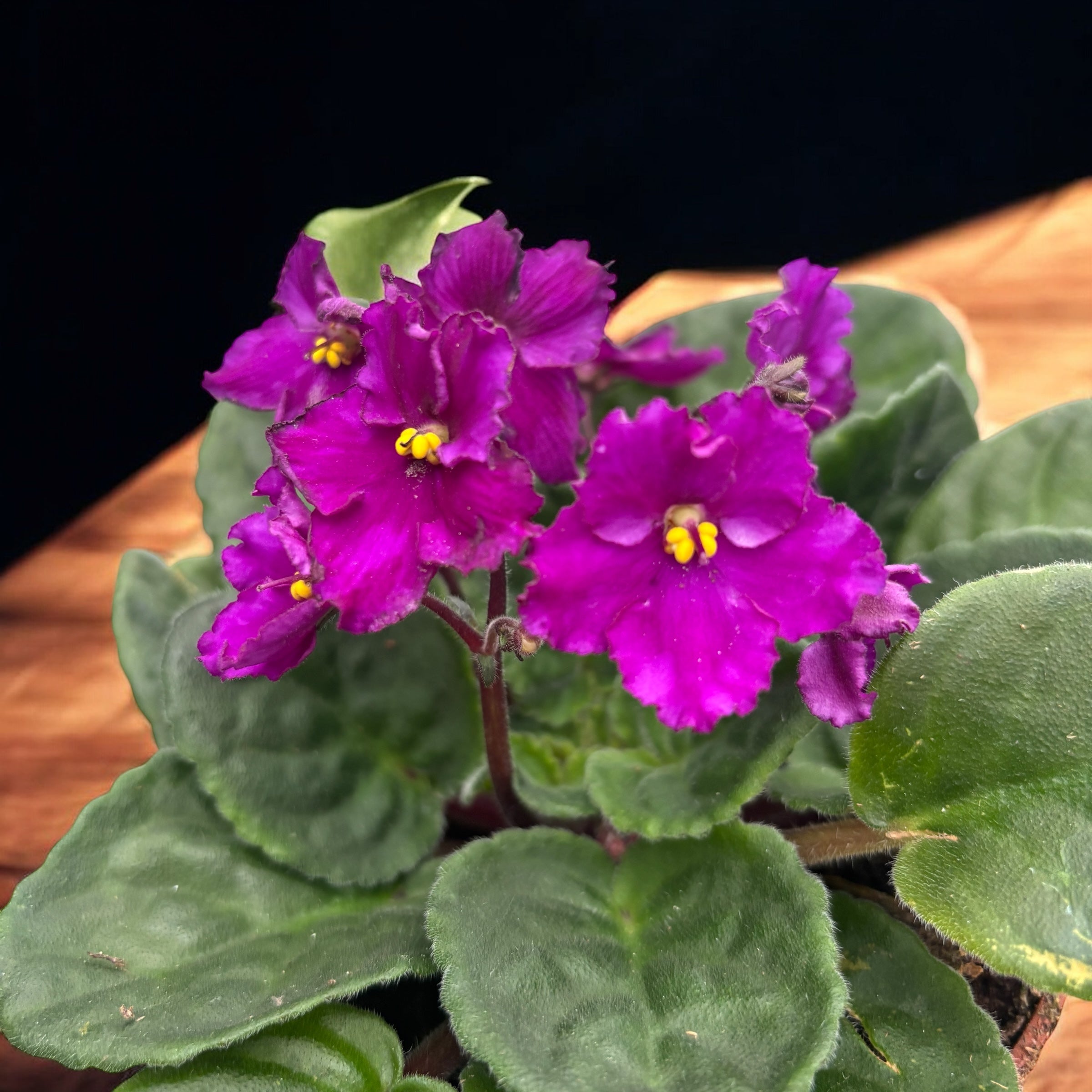 Saintpaulia - violete crete ciclam