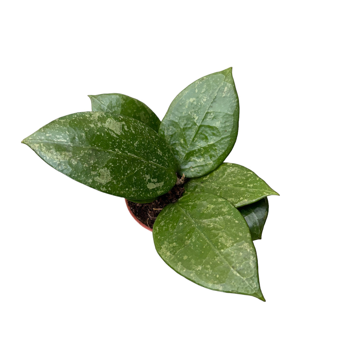 Hoya verticillata 'Splash'