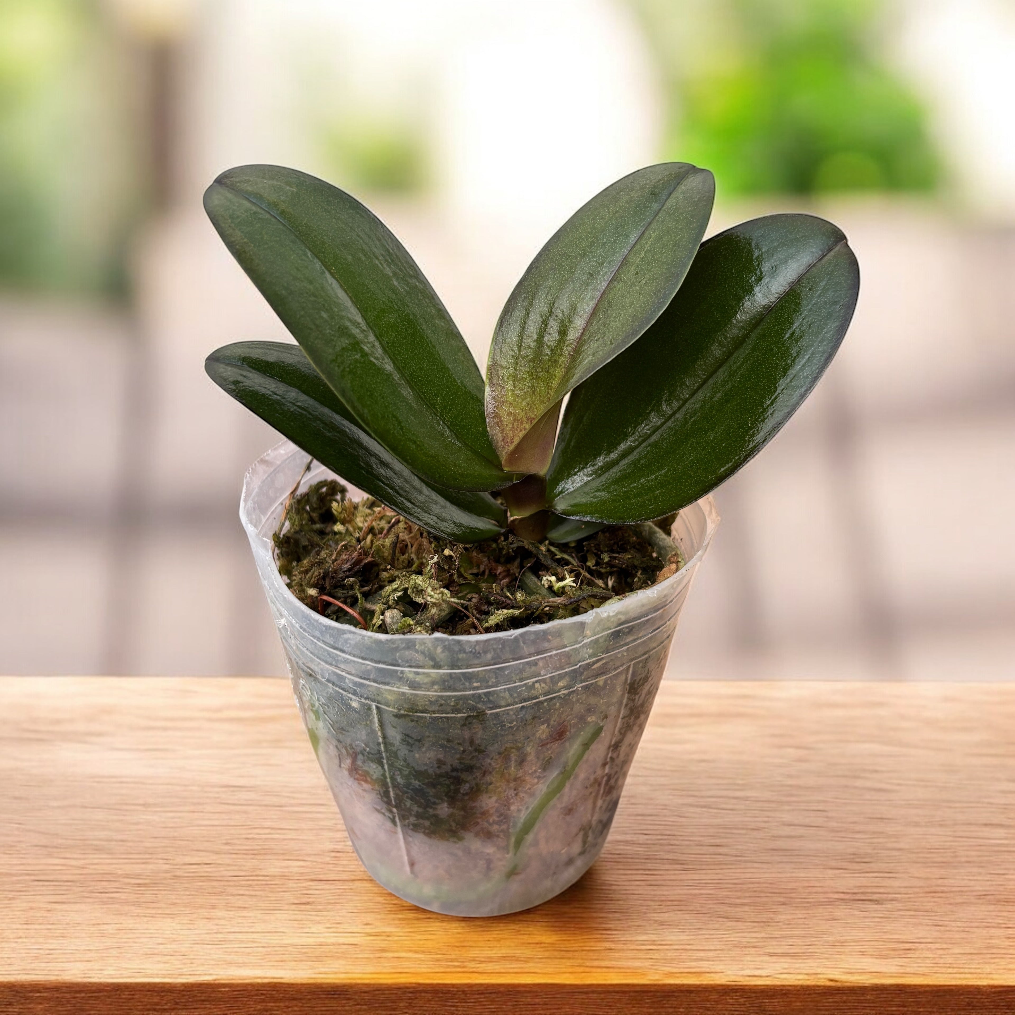 Phalaenopsis I-Hsin Yellow Leopard