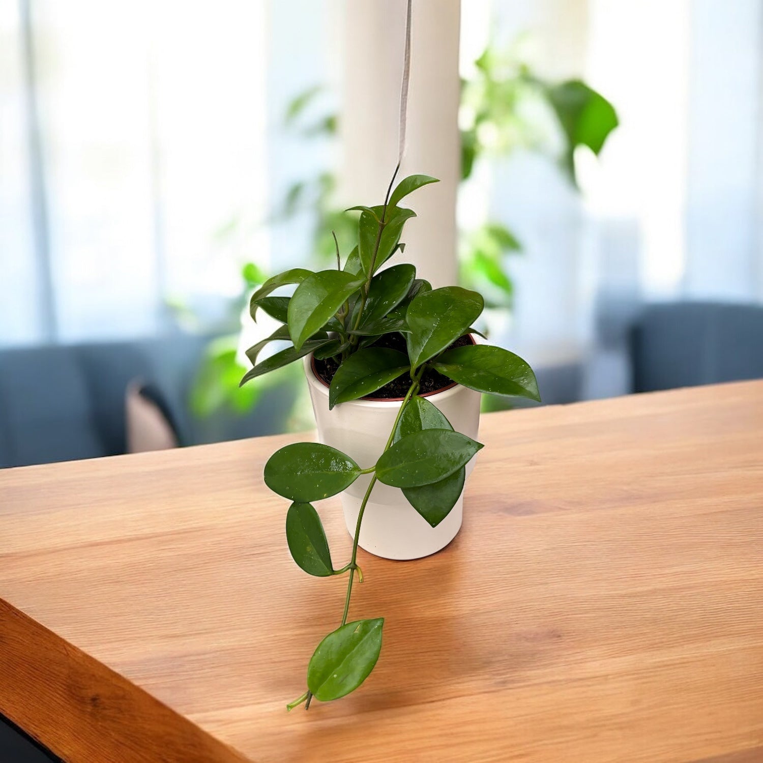 Hoya skinneriana (Hoya 'Dee's Big One')