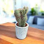 Cylindropuntia fulgida (Opuntia fulgida) – Cactus à maillons de chaîne