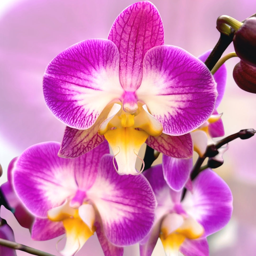 Phalaenopsis « Split »