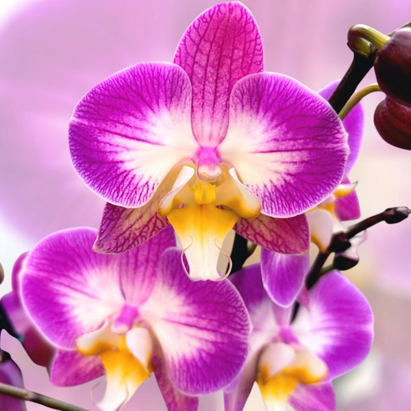 Phalaenopsis 'Split'