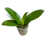 Phalaenopsis Miki Sun Shine '522' flori parfumate