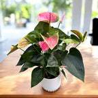 Anthurium ‘Karma Pink’ – elegantne rožnate rože z bujnim tropskim videzom