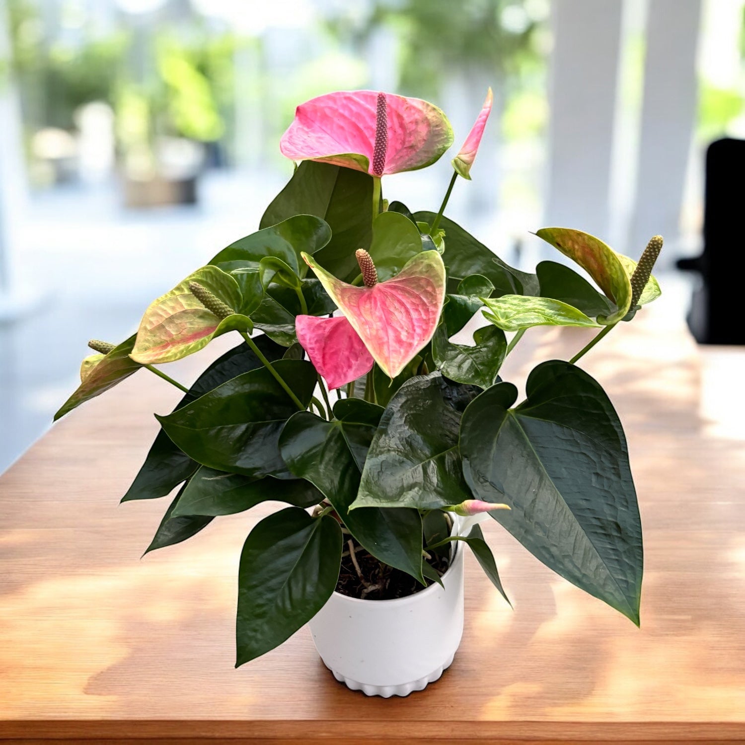 Anthurium ‘Karma Pink’ – flori roz elegante, cu aspect tropical luxuriant