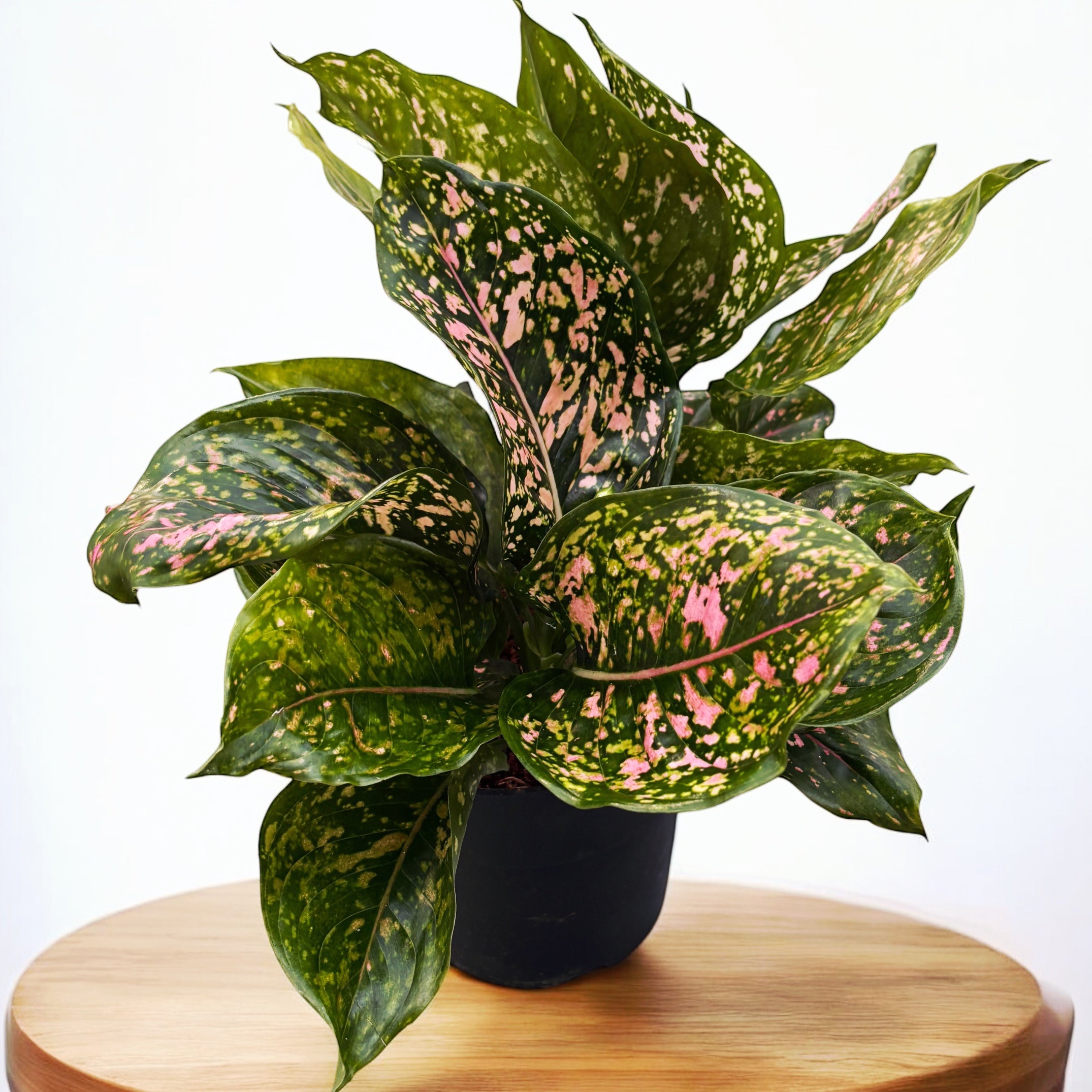 Aglaonema 'Pink Leopard' exemplare XL