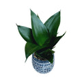 Sansevieria Hahnii 'Black Jade' D6