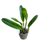 Cattleya (Laelia) purpurata var. striata - parfumata