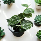 Scindapsus pictus 'Argyraeus' 3-4 plants/pot