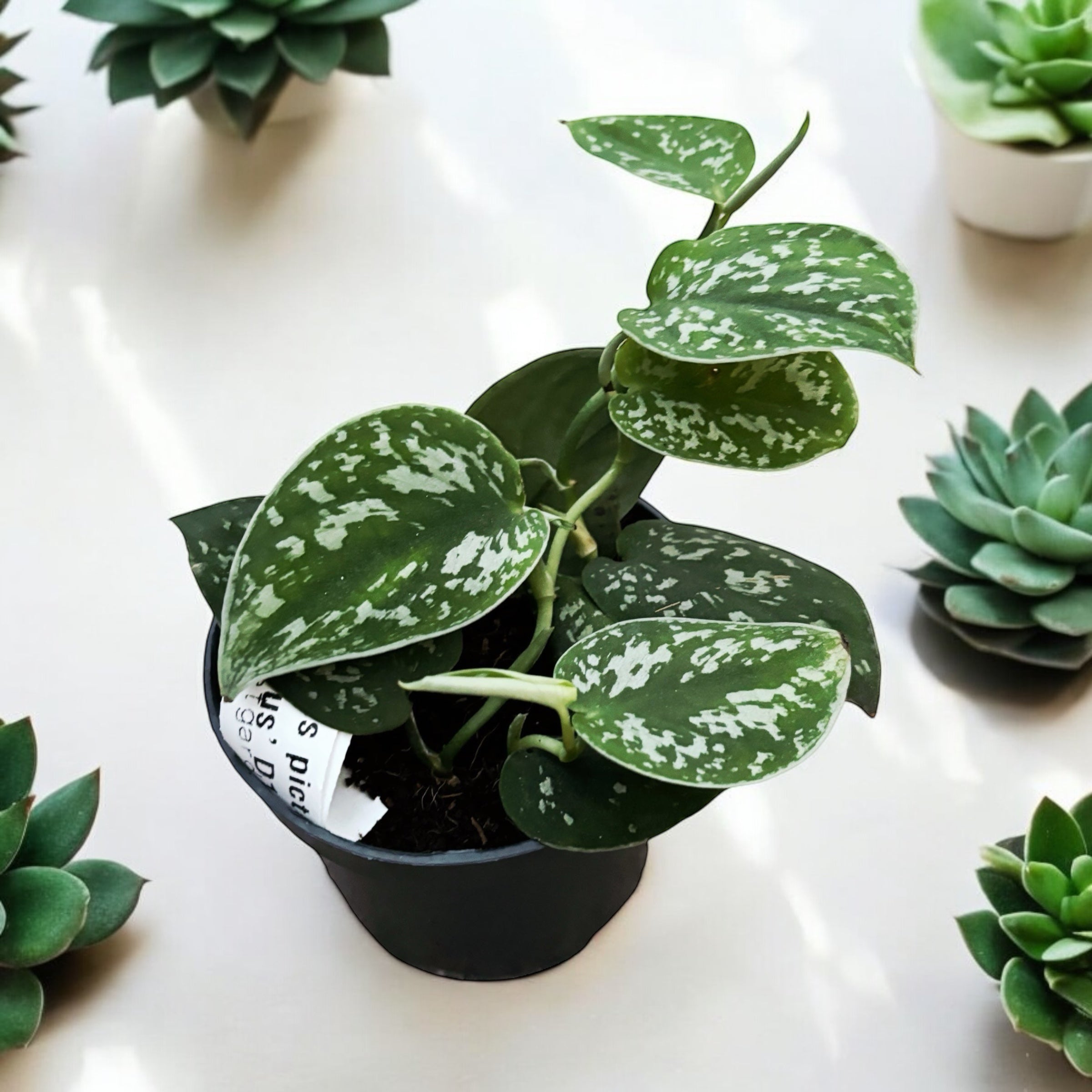 Scindapsus pictus 'Argyraeus' 3-4 plante/ pot