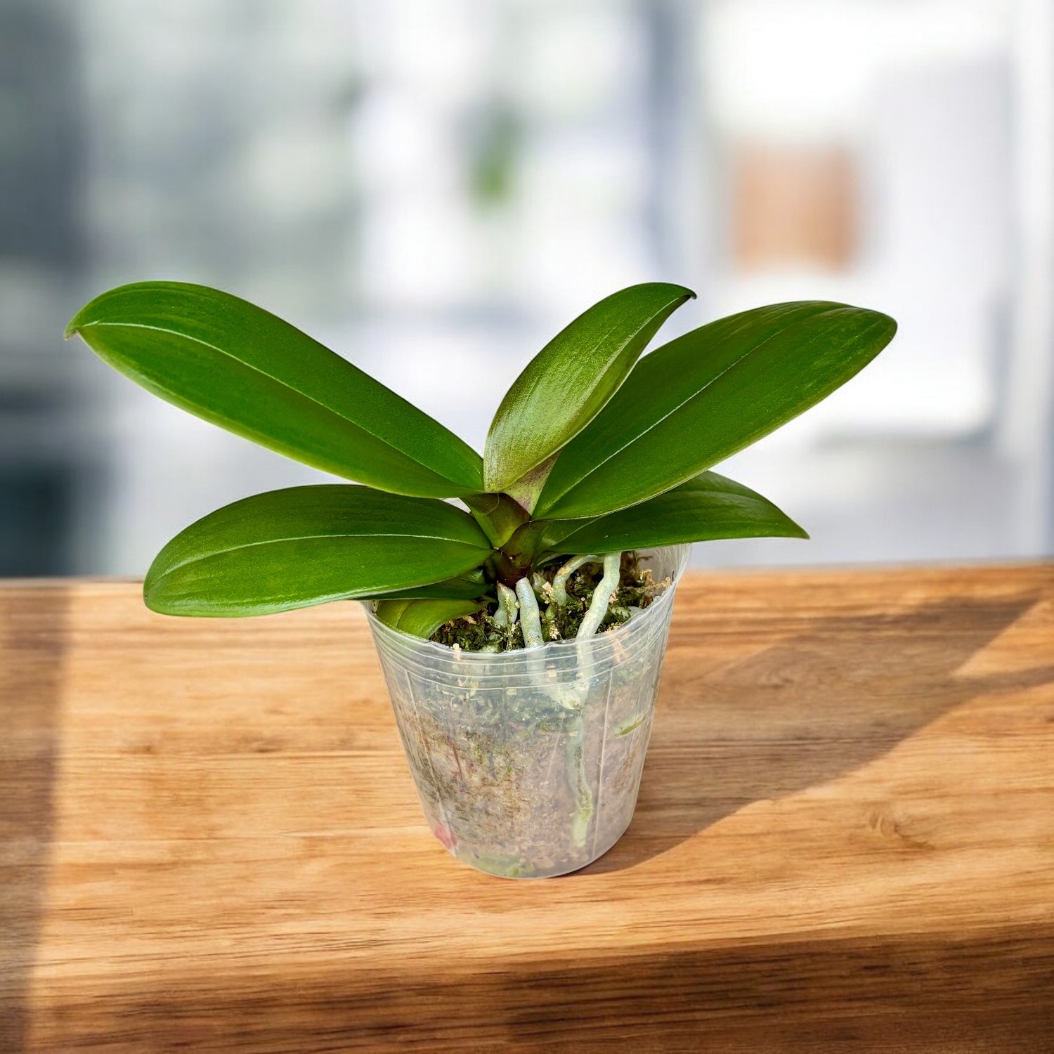 Phalaenopsis Shyang Fa Pink Pearl