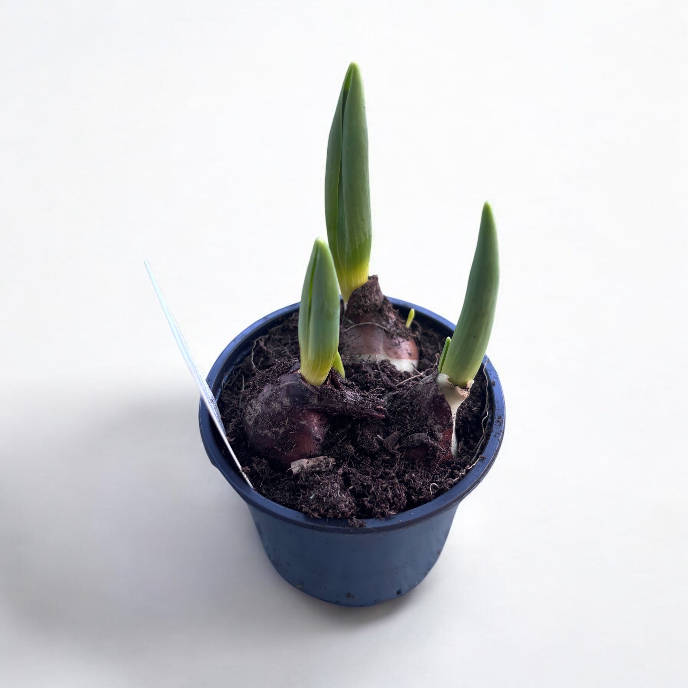 Bulbi de lalele cu flori duble in ghiveci (Tulipa Abba)