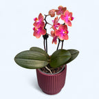 Phalaenopsis Dusty Belle D9 - fleurs intensément parfumées