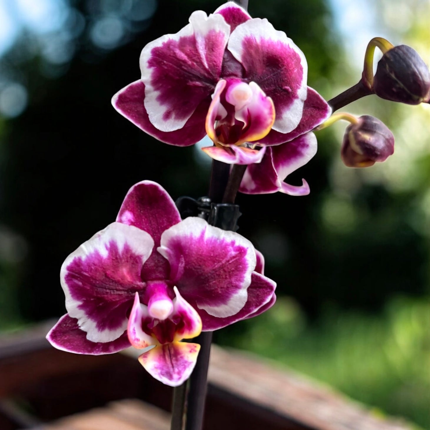 Phalaenopsis Younghome Kaleido