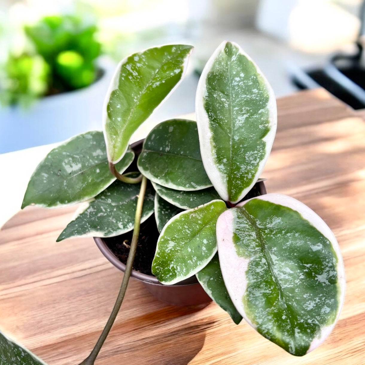 Hoya carnosa 'Krimson Queen' (splash)