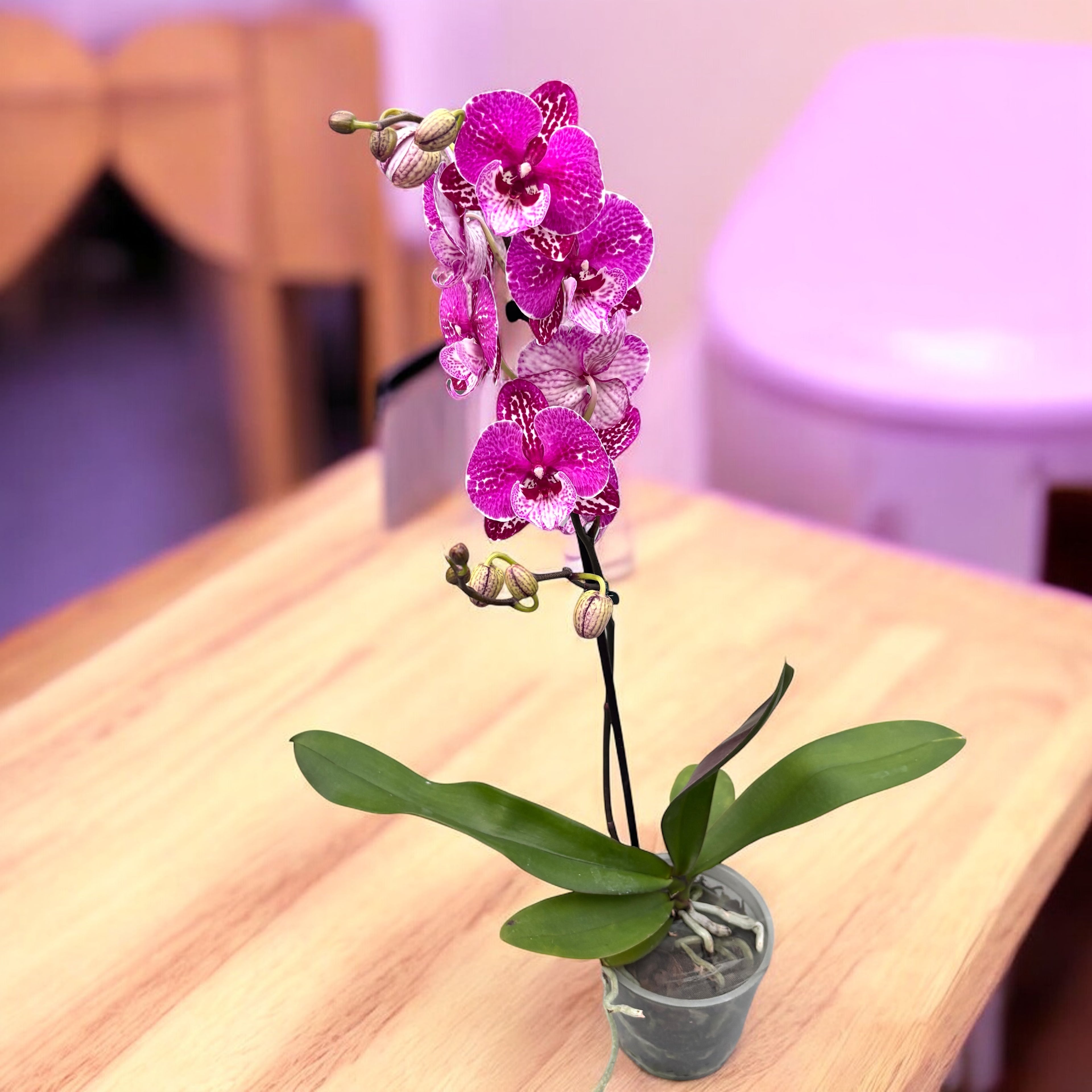 Phalaenopsis 'Limited #28' grande lèvre