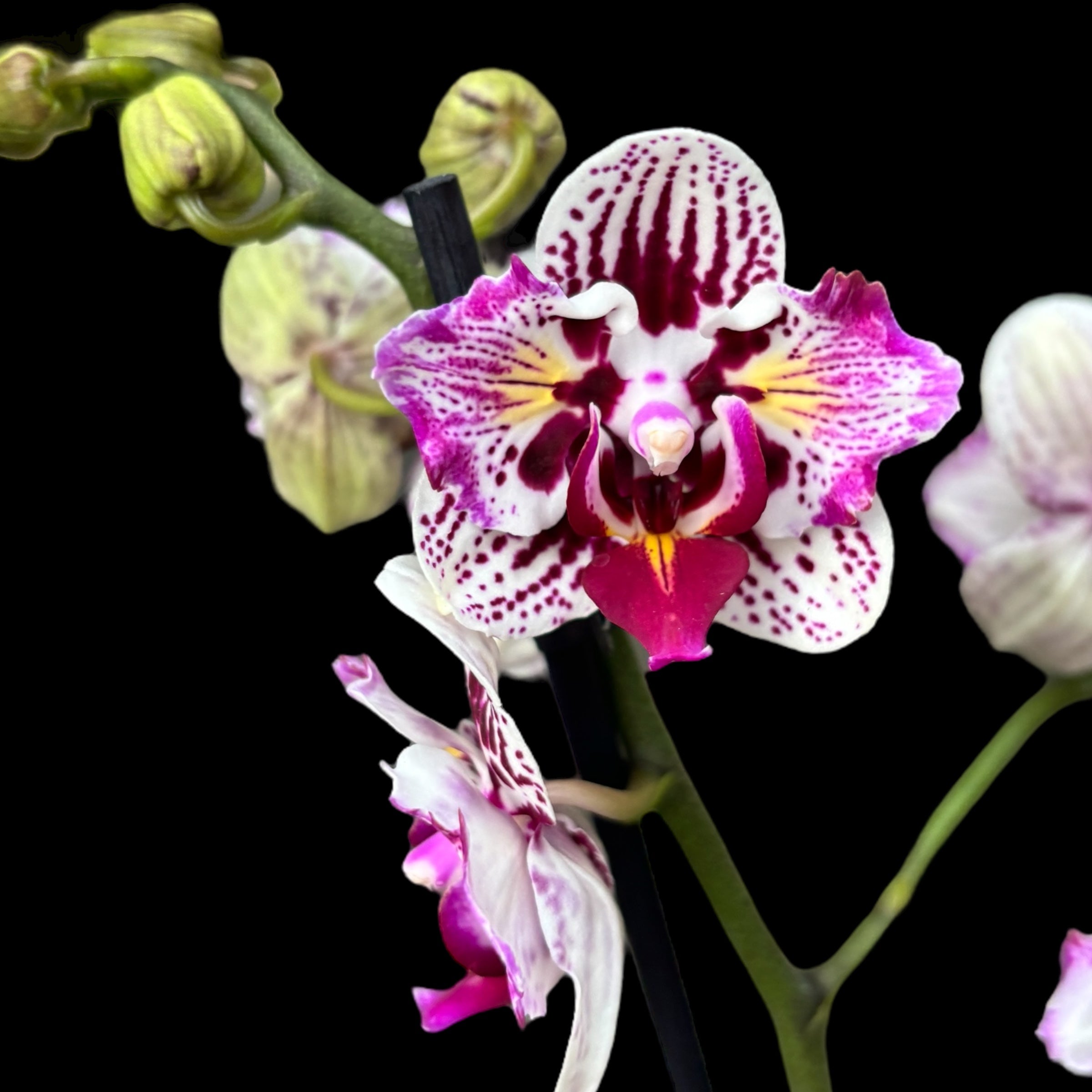 Phalaenopsis Younghome Summer (pélorique-papillon)