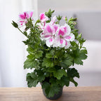 Pelargonium Grandiflorum 'Elegance Belinda’ (muscate englezesti)