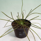 Drosera filiformis