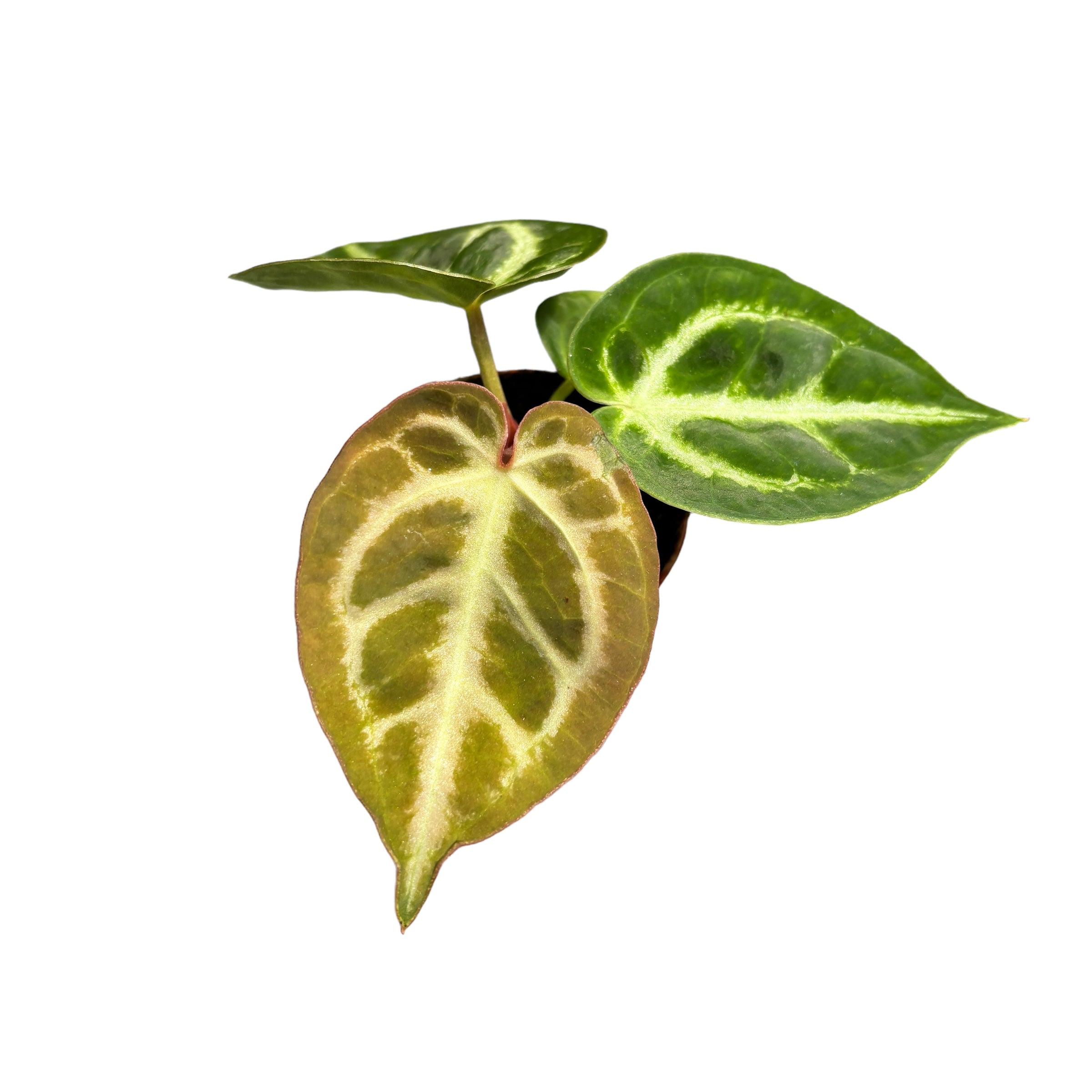 anthurium crystallinum baby Anthurium crystallinum babyplant – Secret Garden Plant Shop