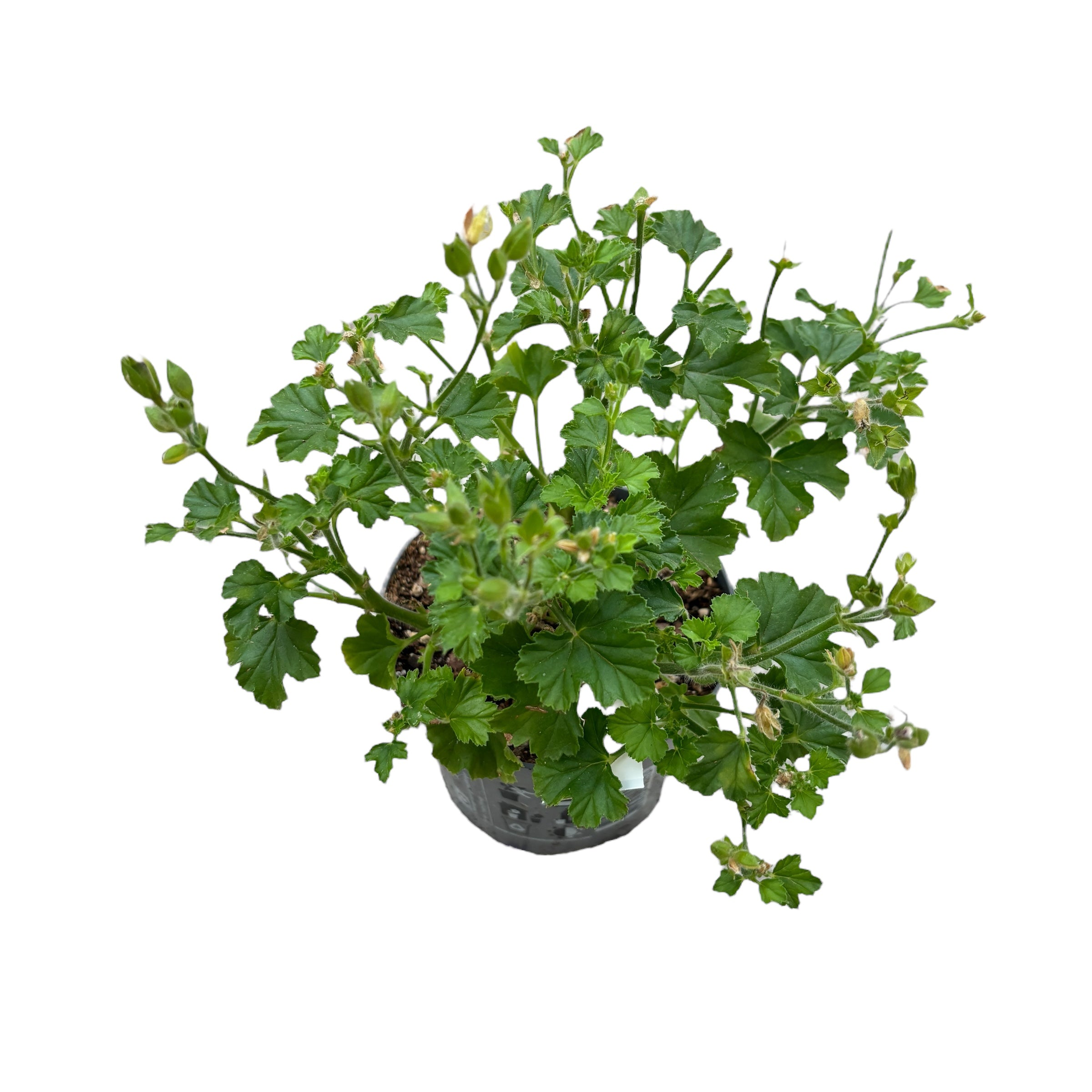 Muscate antitantari - Pelargoniums Angel Eva