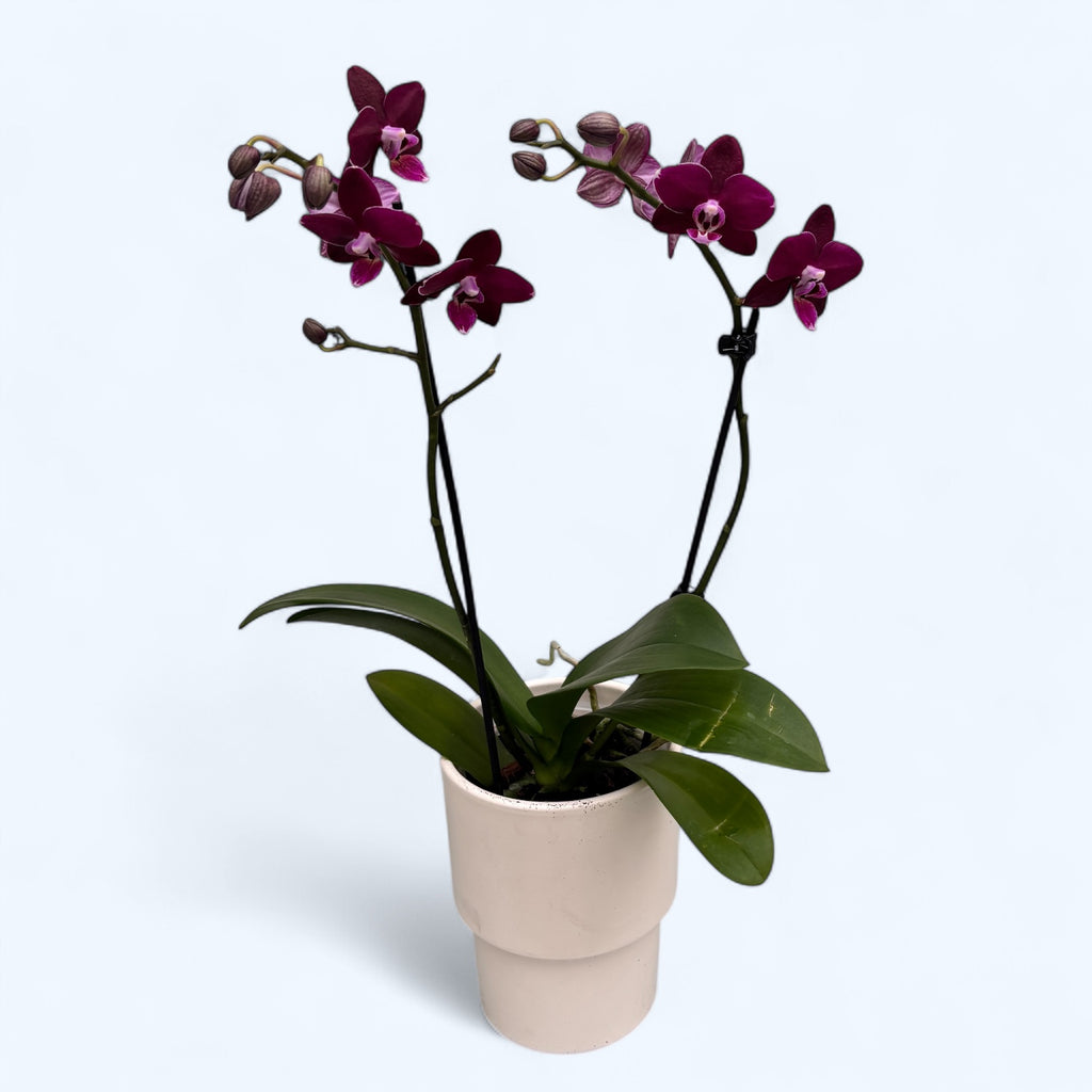 Phalaenopsis speciala cu flori cerate