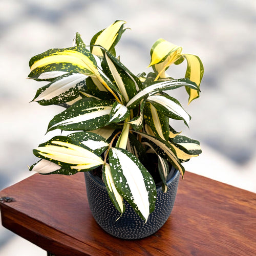 Dracena surculosa 'Droga Mleczna' – Secret Garden Plant Shop